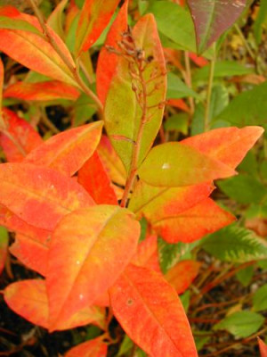 Lysimachia_Herbst.jpg