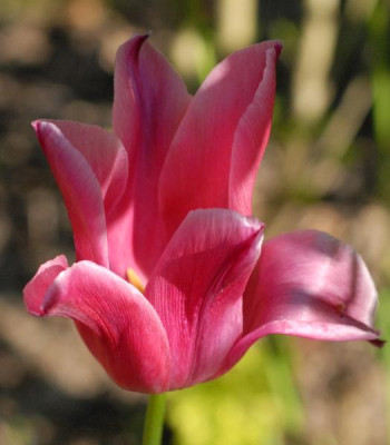 Tulipa_Jacqueline-0215-klein.jpg