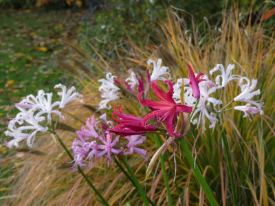 2022-10-17 Nerine bowdenii 'Pearls of Cherry' 1.jpg