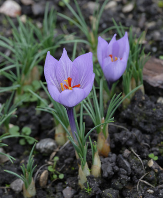 DSC_6502_DxO.jpg