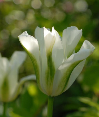 Tulipa_Spring_Green-0142-klein.jpg