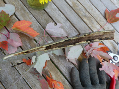 2022-10-17 Acer x freemanii 'Jeffer's Red' 1.jpg