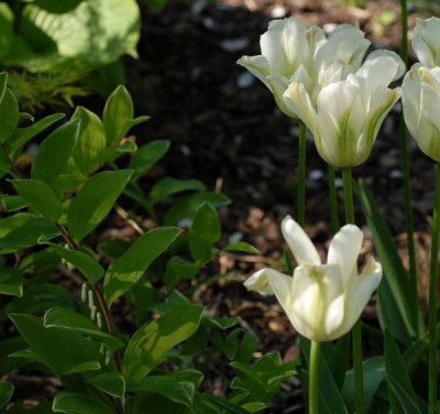 Tulipa_Spring_Green_Begleitung-0138-klein.jpg