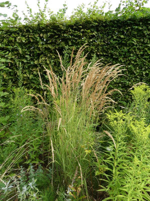 2022-08-14 Calamagrostis varia.jpg