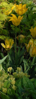 Tulipa_Hummingbird_Begleitung-0132-klein.jpg