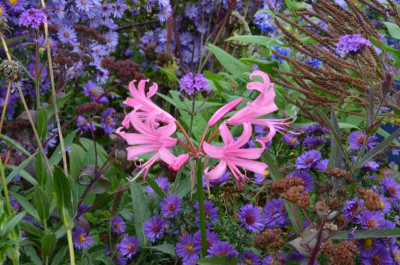 Nerine_bowdenii.22-1.jpg