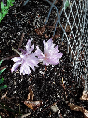 Colchicum.jpg