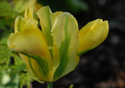 Tulipa_Hummingbird-0231-klein.jpg