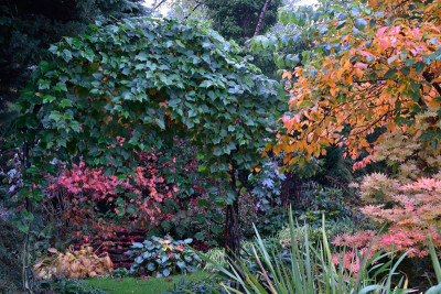 Ampelopsis-Okt1822_003_00001.jpg