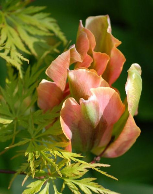 Tulipa_Artist-0136-klein.jpg