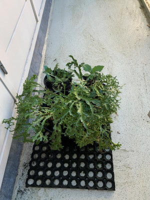 Asplenium scolopendrium 'Ramo-marginatum'.jpg