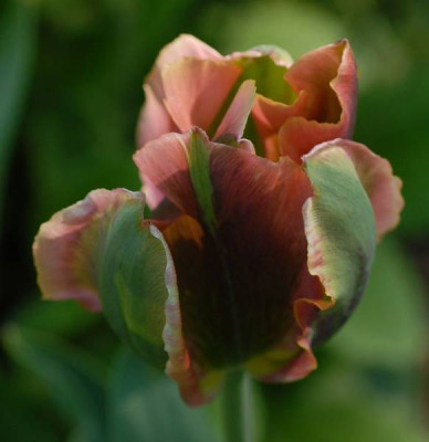 Tulipa_Artist_Blute-0133-klein.jpg