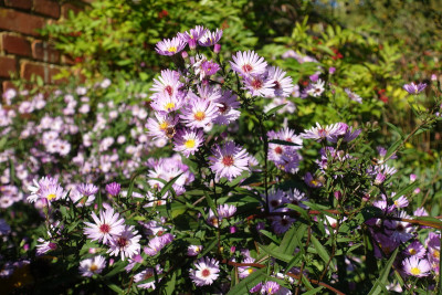 DSC07703.jpg