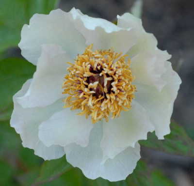 Paeonia_hybrida_Mai_fleuri-0205-klein.jpg