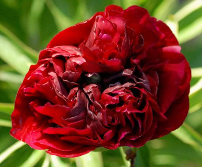 Paeonia_lactiflora_Zi_Die_Xian_Yin-0207-klein.jpg
