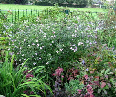 Aster Coombe Fishacre (Ganz).jpg