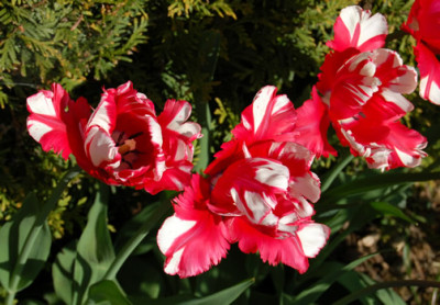 Tulpe_Estella_Rijneveld_K_22201_87.jpg