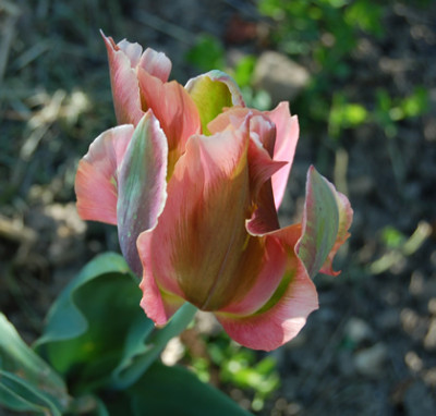 Viridiflora-Tulpe_Artist_S2_22181_95.jpg