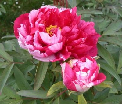 Shima-nishiki_P_35013_87.jpg