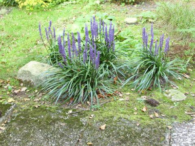 20.10.07_083kl.17_Liriope_muscari.JPG