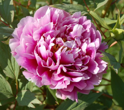 Duchess_of_Marlborough_HS_22680_88.jpg