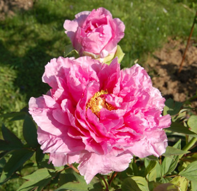 Hana_Kisoi_HS_22673_89.jpg