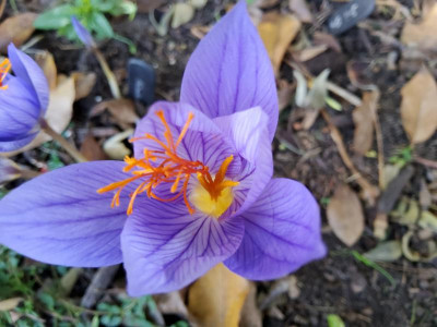Crocus speciosus.jpg