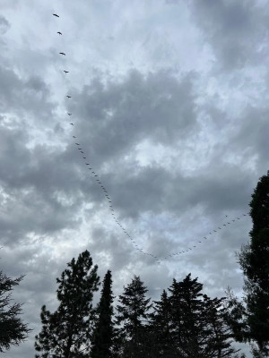 IMG_2026.jpeg