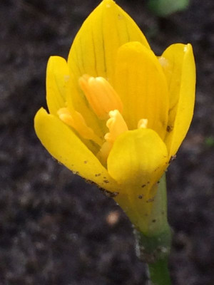 2022-10-21 Sternbergia greuteriana 2.jpg