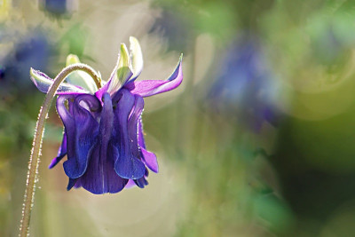 Wo-ist-der-Stengel-von-Gartenladys-Foto.jpg
