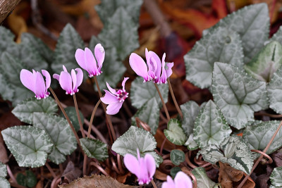 Cyclamen-Okt2022_048_00001.jpg