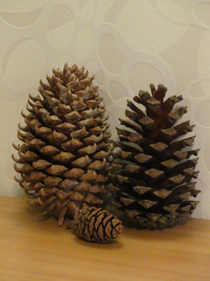 2022-10-21 Pinus canariensis 1.jpg