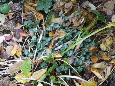 2022-10-21 Cyclamen coum 1.jpg