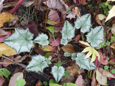 2022-10-21 Cyclamen hederifolium 1.jpg