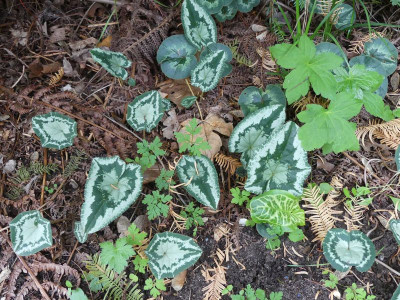 2022-10-21 Cyclamen hederifolium 2.jpg