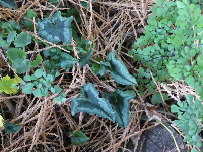 2022-10-21 Cyclamen hederifolium 3.jpg