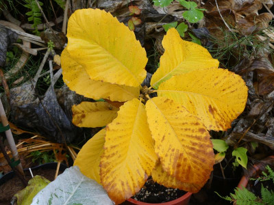 2022-10-21 Quercus pontica.jpg