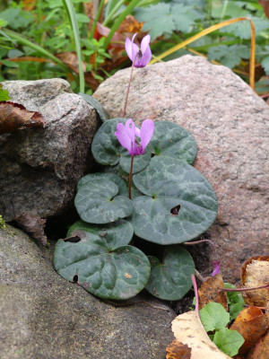 2022-10-21 Cyclamen purpurascens.jpg
