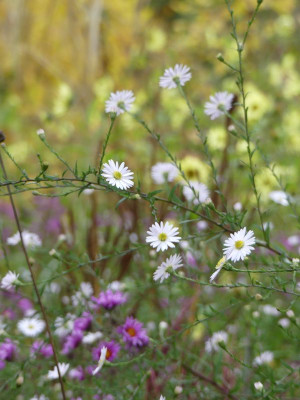 2022-10-21 Aster 'Herbstmorgen' 1.jpg
