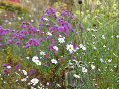 2022-10-21 Aster 'Herbstmorgen' 3.jpg