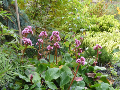 2022-10-21 Bergenia 2.jpg