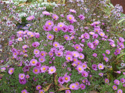 2022-10-21 Aster 2019-2.jpg
