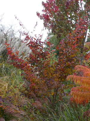 2022-10-21 Parrotia subaequalis 1.jpg