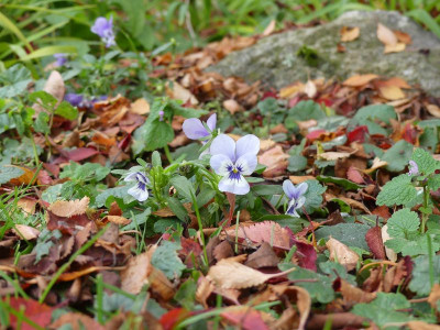 2022-10-21 Viola cornuta.jpg