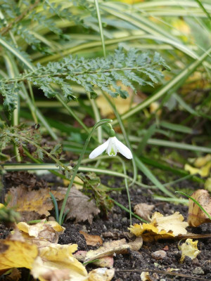 2022-10-21 Galanthus peshmenii.jpg