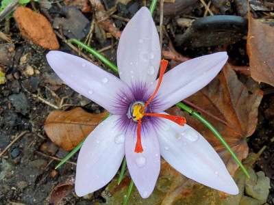 Crocus mathewii Dream Dancer.jpg
