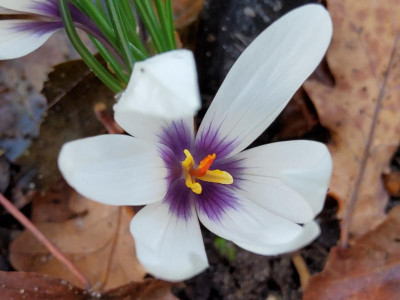 Crocus mathewii.jpg