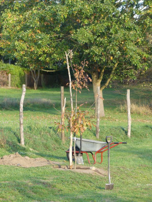 2022-10-22 Quercus rubra 'Wolfdonks Pride' 1.jpg