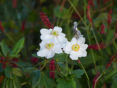 2022-10-22 Anemone 'Honorine Jobert' 1.jpg