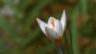 IMG_9971SILBERSTAUB.jpg